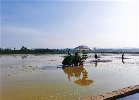 千畝“瘦地”變“肥田”丨石碑坪“旱改水”項(xiàng)目出成效，助力鄉(xiāng)村振興